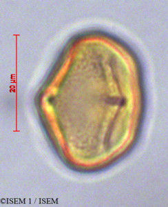 Daucus montanus - lame n° 29033